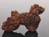 Coprolite (Fossilized Dung)